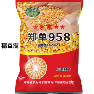 Zhengdan 958 maissamen-sammlung, kurzer stiel, doppelstab, dürre- und Überschwemmungsresistenz, lagerresistenz, akademie der agrarwissenschaften, zhengdan 958, 500 g pro beutel