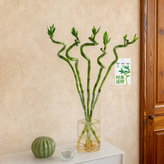 Good times and fortune, 5 branches of lucky bamboo