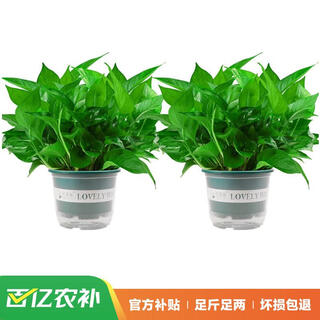 Shuangmeng green radish potted formaldehyde-removing flowers and green plants office new house air purification 180 gallons 2 pots straight from the source