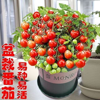 Tomato seeds, dwarf small tomatoes, tomato seedlings, potted plants, balcony potted vegetables and fruits for sowing in all seasons, dwarf red tomatoes, 52 pieces selected ++