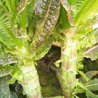 Lettuce seedlings, red lettuce seedlings, lettuce seedlings, family balcony open field, high-yielding autumn and winter cold-resistant vegetable seedlings, 10 red lettuce seedlings