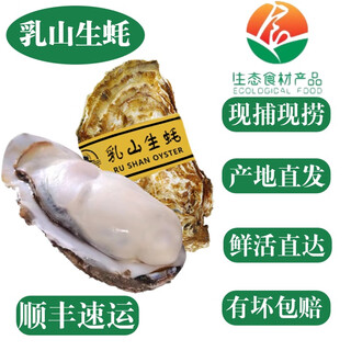 Fresh rushan oysters, extra large oysters, fresh oysters, mid-autumn festival and national day gifts, seafood aquatic shells, net weight 5jin jin is equal to 0.5kg, large oyster king (5-7 taels/piece)
