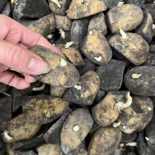 Authentic qiuying dutch fifteen-year-old potatoes with yellow hearts and yellow skins, first-generation potatoes and potato seeds, germinated and shipped whole and cut into pieces 1500g, well cut into pieces, medium-sized fruits, well cut into pieces