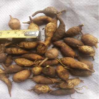 Jinguolan seed bulbs, small bulbs for ground gall seeds, jinguolan seedlings, wild provenances, one jin jin is equal to 0.5 kg (about 150 bulbs), bare root without soil