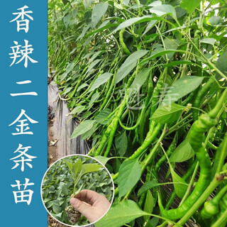 Sichuan spicy erjing seedlings, green and red pepper seeds, disease-resistant, high-yielding, four-season potted plants, balcony field planting, erjing seeds, one pack