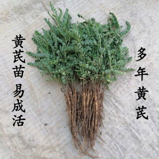 Wild chinese medicinal material astragalus seedlings astragalus seedlings fresh with teeth and kept alive can be planted in pots and planted in the ground. 20 seedlings and 3 seedlings.