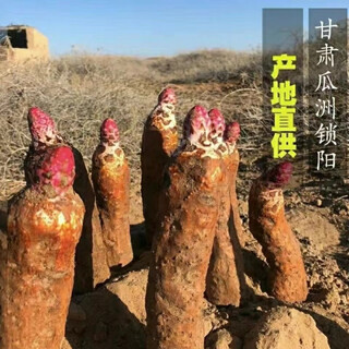 Cynomorium seeds, cynomorium seeds, epimedium seeds, cuscuta seeds, cynomorium seeds 50 capsules + rooting fertilizer