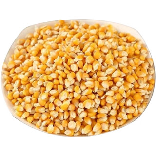 100 jin jin is equal to 0.5 kilograms of dry corn kernels to feed chickens. 50 jin jin is equal to 0.5 kilograms. corn seeds for raising chickens, ducks and geese. pigeon grain corn. 10 jin jin is equal to 0.5 kilograms. 30 feed. 50 jin jin is equal to 0.5 kilograms of corn kernels.