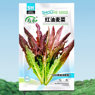 Shouhe lettuce seeds purple and easy to sow on the family balcony in spring and winter sowing vegetables for four seasons in guangdong fields shouhe red lettuce seeds 50g original
