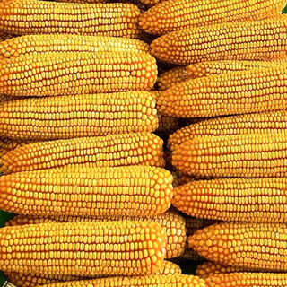 Les nouvelles semences de maïs shengrui 218 à rendement stable de dongfeng seed industry sont très résistantes aux ravageurs de la verse et à la tige rouge nouvellement améliorée. un acre de terre contient 4 400 grains. directement vendu et expédié par l'usine d'origine de l'académie des sciences agricoles.