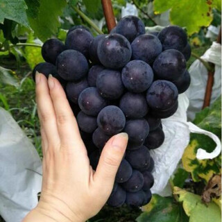 Grape seeds potted fruit tree seeds grape balcony fruit seeds grape tree grape planting kyoho grape seeds 28 capsules p