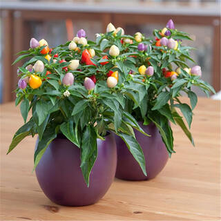 Six-fold colorful potted plants that bloom in four seasons and are easy to grow live flower seeds indoor flower plants (50 original color peppers + fertilizer)