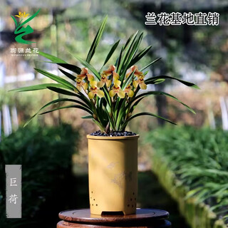 Wengyuan orchid authentic spring orchid giant lotus old species winter flowering period strong fragrance easy to grow indoor desktop flower pots giant lotus 4 seedlings large strong seedlings simple pot hair