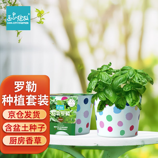 Iam city farmer basil diy plant planting fun potted kitchen spice seeds four seasons planting children planting easy life 10070