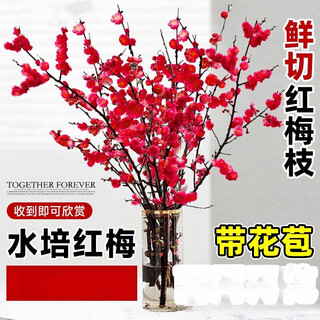 Hydroponic flowering, hydroponic fresh-cut red plum blossoms, indoor fragrant cold-resistant flowers, bloom when exposed to water, peach branches new year's eve flowers, fresh-cut red plum blossoms, long flowering period, with buds + #buy 10 plus 10 (received 20) full bloom