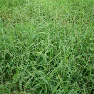 Crabgrass seeds are fast-growing weeds that germinate quickly and are malignant. northern and southern crabgrass seeds are sown in summer and autumn. crabgrass seeds 200 capsules + fertilizer