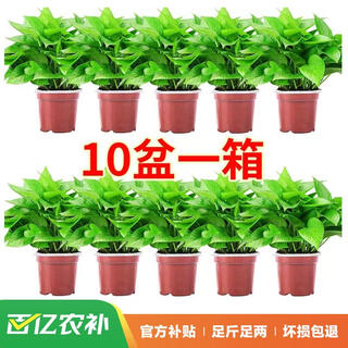 Shuangmeng potted green radish formaldehyde removal flowers and green plants office new house air purification 110 styles 10 pots straight from the source