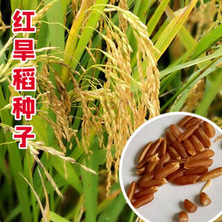 Red upland rice seeds, red fragrant rice seeds, rice seeds, drought-resistant, disease-resistant, short growth period, pearl rice, lodging-resistant, red fragrant rice upland rice seeds, 5 jin, jin equals 0.5 kg.