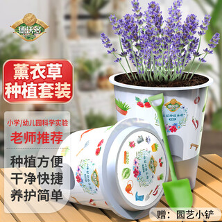 Devodo lavender student diy children's fun planting potted set plant seed observation kindergarten mini potted plant