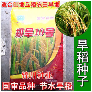 Upland rice seeds zhenghan no. 10 yield per mu jin jin is equal to 0.5 kilograms indica rice luodao 998 rice seeds direct-seeded rice conventional rice zhenghan no. 10 500 grams