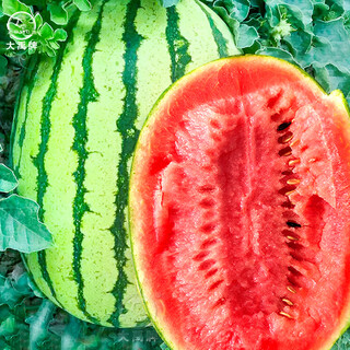 Dayu xinong no. 8 watermelon seed extra large watermelon seed selenium sand melon is suitable for early maturing fruit seeds in the north and south xinong no. 8 watermelon seed extra large 40 capsules