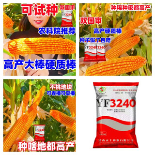 Одобренные на национальном уровне семена кукурузы 2025 года со стабильной урожайностью, короткими стеблями, большими стеблями, устойчивостью к болезням, устойчивостью к насекомым, устойчивостью к полеганию, зрелыми живыми стеблями, обильной землей и доступной ценой, 22 000 зерен на 5 акрах земли, крупные производители.