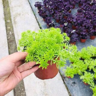 Lazy golden buddha grass courtyard perennial lawn turf gold indoor garden cold-resistant ground cover seedlings golden buddha grass four pots (11 cm diameter)