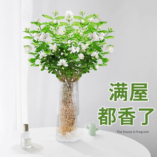 Linya hydroponic jasmine plant potted plants in the office desktop are good for growing flowers and green plants for lazy people. nine miles of perfume to grow flowers. hydroponic jasmine 1 pot with 5-7 pieces (not including bottles)