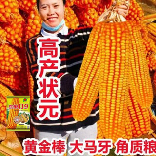 Wholesale original stable yield corn seeds resistant to lodging, drought resistant and high temperature resistant twin short stems and disease resistant academy of agricultural sciences dongdan 119 five acres of land affordable