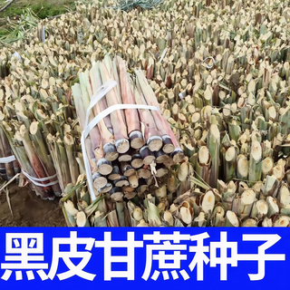 Four seasons fruit gold seedlings gold white jade north and south planting sweet guangxi black sugar cane seeds with spores gui 2 black skin 100 roots crispy fruit sugar cane seedlings