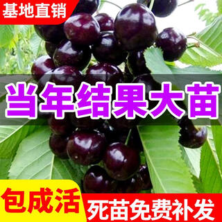 Yimi bamboo cherry saplings are planted in the south and north, grafted dwarf cherry trees, garden cherry saplings bear fruit in the current year, and the 8-year-old seedling package survives. remarks varieties