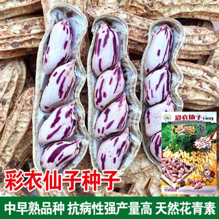 Miao chongchong new arrival colorful peanut seeds vegetable seeds old variety flower skin purple flower caiyi fairy colorful peanut 40g x1 bag