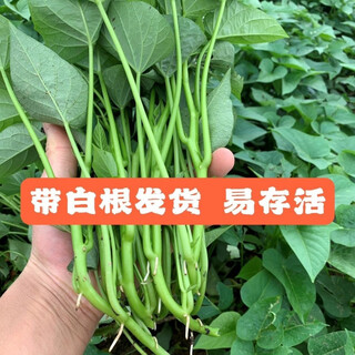 The seedlings are shipped with roots, special for leaf sweet potato seedlings, sweet potato seedlings, sweet potato leaf seedlings, fushu no. 18, 10 selected seedlings (planted)