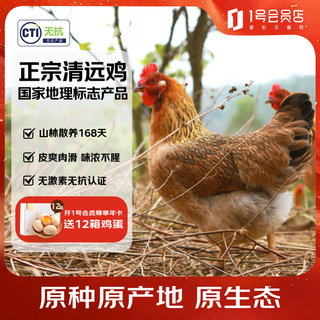 No. 1 member store purebred antibiotic-free qingyuan chicken ecological free range 168 days hong kong free range chicken 900g