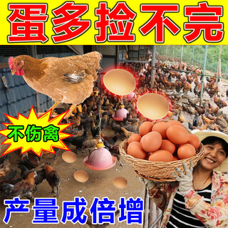 Danduoduo veterinary egg-increasing polypeptide egg-laying spirit stimulates laying hens, ducks and goose premix feed additive egg-increasing element, special effect 5 bags, lays more eggs, lays eggs violently, can’t finish picking up