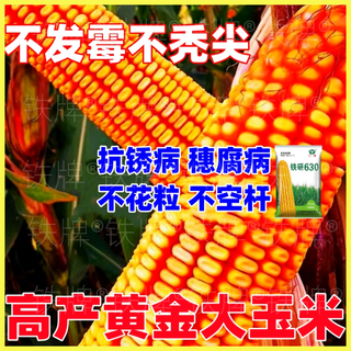 国审玉米春夏播矮秆密植大棒长粒红轴铁研百玉393直供 【原装】铁研630一亩地【4400粒