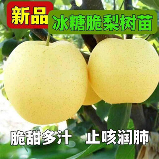 Yimi bamboo and pear tree fruit seedlings grafted seedlings cuiguan pear tree fengshui pear tree seeds planted in the field that bear fruit pear tree seedlings fruit tree fruit seedlings rock sugar snow pear 5-year grafted seedlings non-live guaranteed