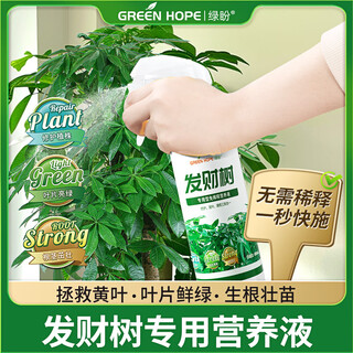 Greenpan dilution-free money tree nutrient solution, special plant fertilizer for yellowing leaves, falling leaves and root rot