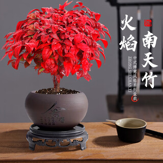 Flower list zen potted cold-resistant flowers and green plants flame nandina shede pot + round bottom straight hair from the source