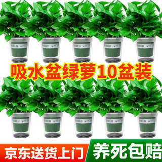 Shuangmeng green radish potted plants formaldehyde-removing flowers and green plants office new house air purification 120 models 10 pots straight from the source