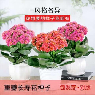 Double-petal longevity flower seeds, novice flower seeds, flower seeds, germination high package, version 1, 19 mixed colors, 50 capsules