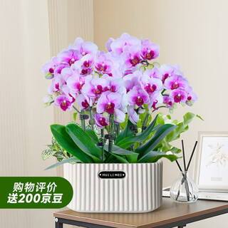 Aiyoushang phalaenopsis with buds potted autumn and winter orchid seedlings new year's eve flowers four seasons flower plants pink elegant indoor source straight hair