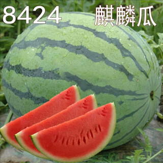 Xiangbin 8424 kirin seedless meidu watermelon seeds complete list of seeds fruit melon seedlings small southern vegetable seedlings meidu watermelon seeds 20 original x2 pack