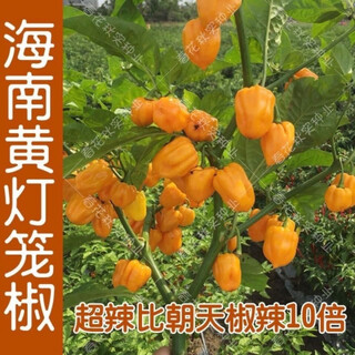 Hainan yellow lantern seeds chaotian pepper peppers are very spicy, very spicy, special potted plants of death, yellow lanterns, yellow devil peppers, 98% germination rate, lazy people must plant them, 1 pack 198