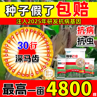 Bullige fünf violette und acht resistente maissamen, komplette sammlung der academy of agricultural sciences, authentische nationale zulassung, niedrige stiele, lagerbeständig, große stäbchen, resistent gegen krankheiten und insekten, geschmorte körner, 5a, gereinigt, verbessert, ca. 4201 körner