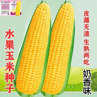 Super sweet fruit corn seeds, big sticks, early maturing, sweet and glutinous, eaten raw in the field all year round. can be eaten raw. super sweet fruit corn seeds, artificially selected new species. about 153 seeds (3 packs+)