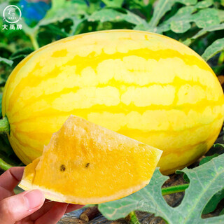Dayu lazy man watermelon seed seedlings extra large suitable for early maturing lazy man in the south 8424 kirin melon meidu seedless fruits and vegetables ansheng golden beauty yellow watermelon seeds 100 capsules 2 bags