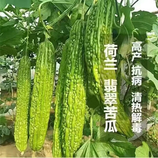 Miao chongchong with soil, bitter melon seedlings, bitter melon with soil, evergreen bitter melon seedlings, green bitter melon seedlings, white bitter melon seedlings, dutch emerald bitter melon seedlings, shipped with original soil, 5 seedlings get 1 free + shopkeeper