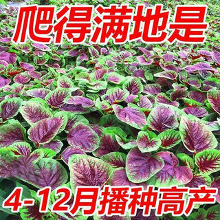 Red amaranth seeds with large leaves and large round leaves for sowing in all seasons, large round leaf amaranth vegetable seeds for balcony potted wild rape seeds, special heat resistance, large round leaves, red amaranth seeds, new seeds this year | about 500 seeds