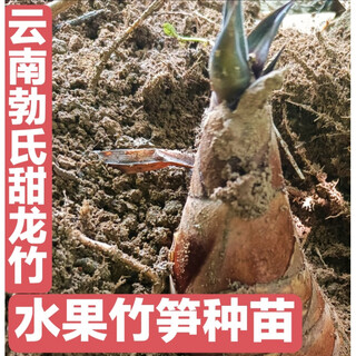 Bamboo seedlings, fruity bamboo shoots, yunnan bo's sweet dragon bamboo shoots, bamboo shoots that can be eaten raw when they are planted, 20 sweet bamboo seedlings